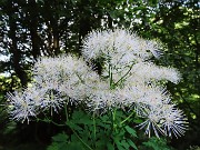 19 Thalictrum aquilegifolium (Pigamo colombino) bianco all'ombra del bosco